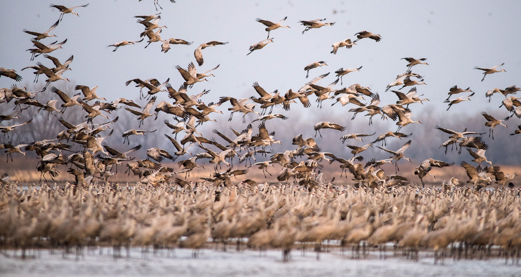 Cranes